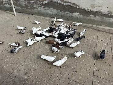 Quwdar kom 5 manatdan satilir Xirdalandadi. Tek tek 5-10 manat