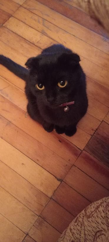 Dişi Şotlant 10 Ayliqdi İlk defe Çütleşecek Baximlari Dermanlari