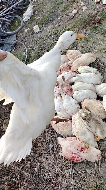 ördek: Saxlama və çoxaltma üçün ördəklər Təmiz əti 1.800 2kq olur Istəyə — 5