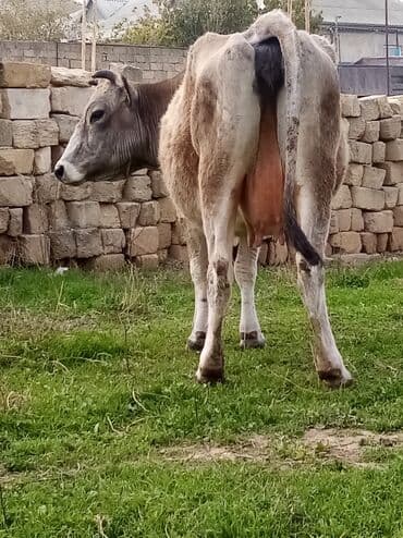 inek fermasi: Salam südverən İNƏK. 6.7 LİTİR SÜD VERİR YAĞLI SÜDÜ VAR DİŞlİ CAVAN — 8