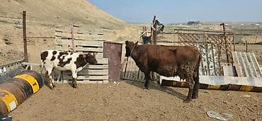 inek satislari: Satılır: inək və buzovlar salam hər vaxtı xeyir olsun bu şəkildə — 6