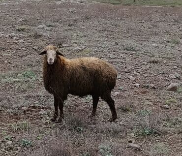 Cins: Yerli/Qarabağ tipli qoyun (dişi) Rəng: Tünd qəhvəyi yun, açıq