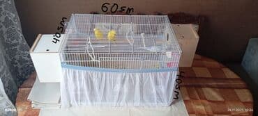 Yuvalar: Quş qəfəsi dəsti - Ölçü: 60 × 40 × 40 sm (şəkildə qeyd olunub) - — 2