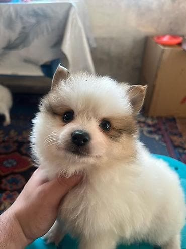 bala pitbul: Şpitz — 1