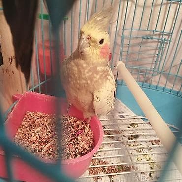 hindusqa: Hazir cüt bala vermeye hazirdilar dele öyrenib ciciquş, aşkım, BABACİK — 4