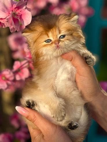 pişik balasi: Fars — 3