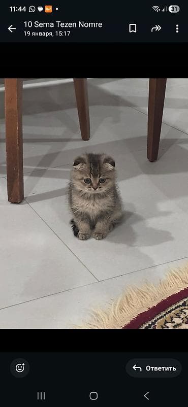 Digər heyvanlar: Şotland, Erkək — 6