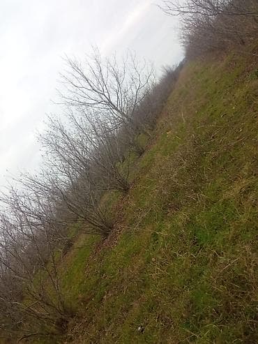 torpaq suraxani: Kənd təsərrüfatı — 2