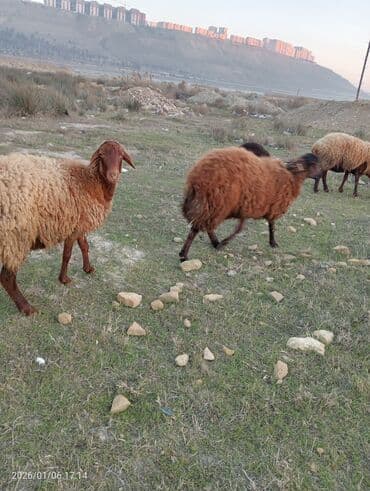 balali qoyun: Salam 10 aylıq erkek qala quzusu öz heyvanımın balasıdır sağlam iri — 6