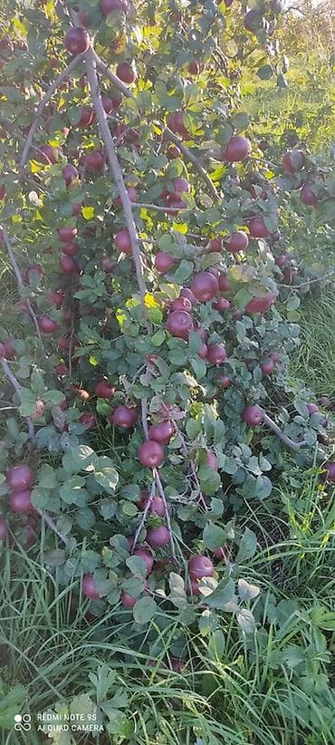 bağ alətləri: 🍎 Satılır Bağ – Qızıləhməddi Alma Bağı🍎 Əla fürsət! Məhsuldar və — 3