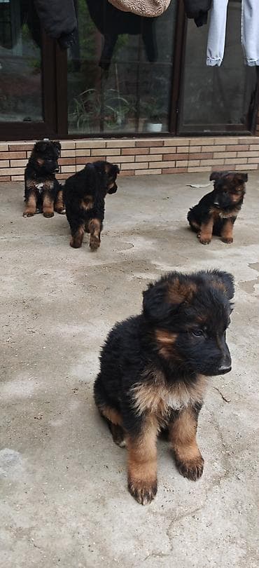 alman iti satilir: Alman çoban iti, Dişi, Peyvəndli, Ünvandan götürmə — 4