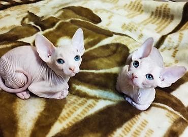 sfinks pişiyi: Sfinks — 3