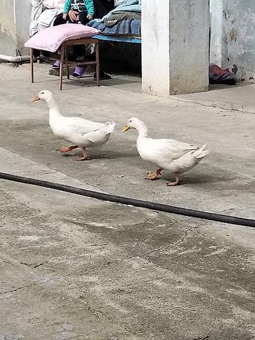 Gəmiricilər: Dişi, Damazlıq, Ünvandan götürmə — 2