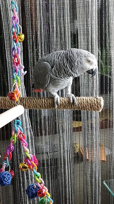 danışan papuqay satılır: Африканский Серый-краснохвостый Жако. не разговаривает,но красиво — 3