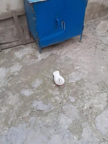 agilli yem qabi: 5 dene qusdu 17 tukdu bir i 15 tukdu biri 13 tukdu unvan Bileceri — 6
