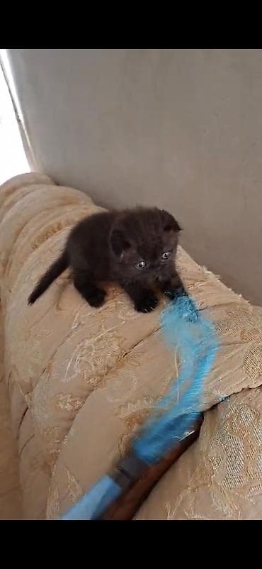 ucuz ev iti: Dişi — 2