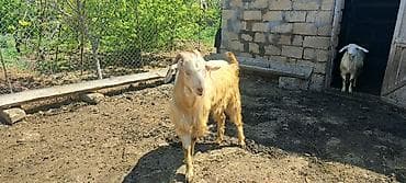 pisik cutlesdirme: Hələb təkəsi - Növ: erkək hələb keçi (buynuzlu), uzun tüklü, açıq — 4