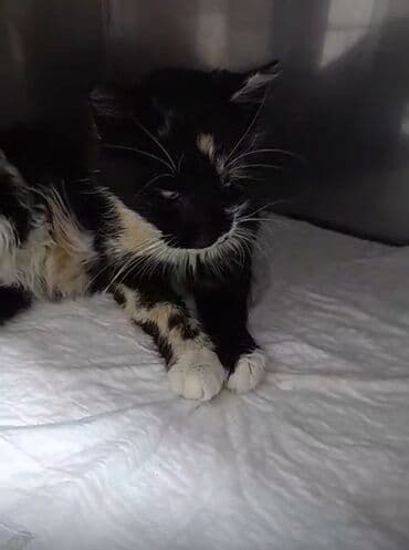 pişiyə verilən adlar: Самка, Бесплатная доставка — 1