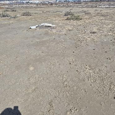 sabuncu torpaq: Tikinti — 4