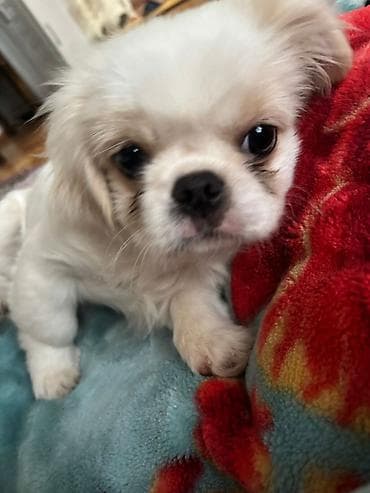 it pitpul: Pekines — 2
