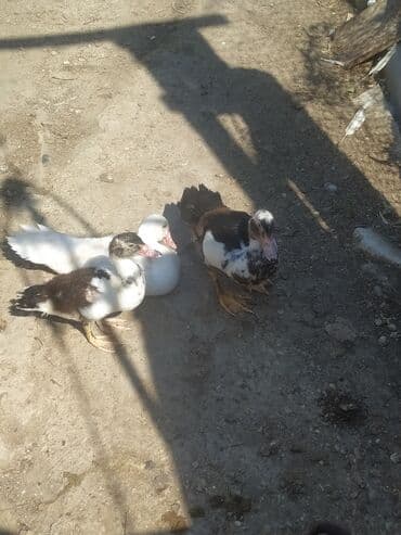 cins ineklerin qiymeti: Самец, | Lal ordek, Для мяса, Самовывоз — 1