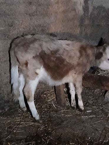 Inəklər, öküzlər: Satılır: buzov - Növ: yerli südlük/ətlik tipli buzov - Rəng: açıq — 1