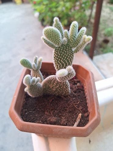 helba bitkisi faydaları: Böyük qapalı bitki və sükulent dəsti - Begonia maculata (benekli — 6