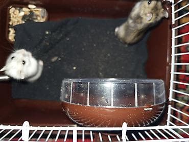cücə su qabı: Dwarf hamster cütlüyü və qəfəs seti - Növ: xırda cins (cütdür) – biri — 6