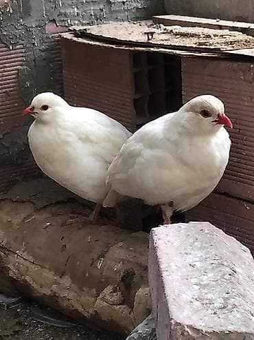 Ag keklik tekdi dişidi deyişmeyde olar başqa quslarla