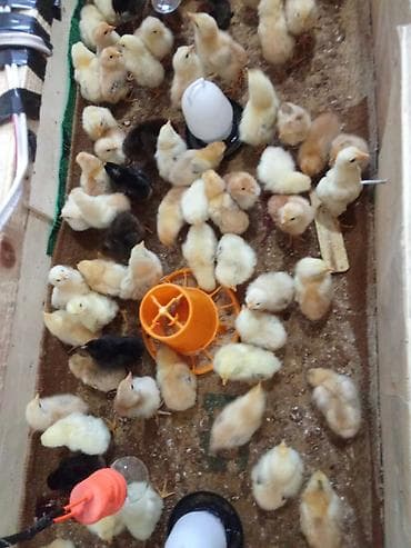 cuce: Toyuq cücələri, Damazlıq — 6