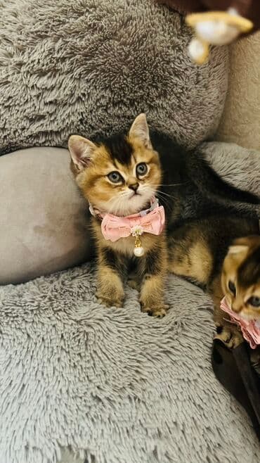 pişik latok: Şinşilla, Dişi — 12