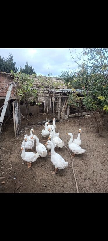 qu quşu və çöl qazı: Ağ qanadlı qaz sürüsü - Növ: Ağ ev qəzləri (yerli) - Şəkillərdə — 2