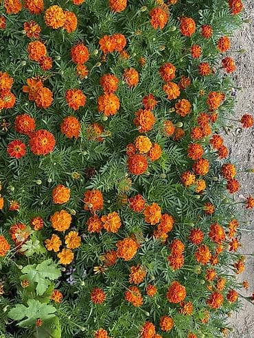 qab qaca: Qırmızı sardunya, papatya və narıncı-akçaçiçək (tagetes) fidanları - — 4
