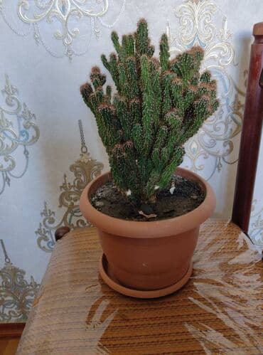 8 noyabr resimleri: Böyük kaktus. Whatsapp — 1