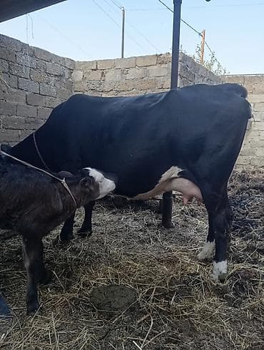 limuzin inek: Uçuncu qarın 10 gundu doğub erkek balaile satılır 10 12 l sud verir — 6