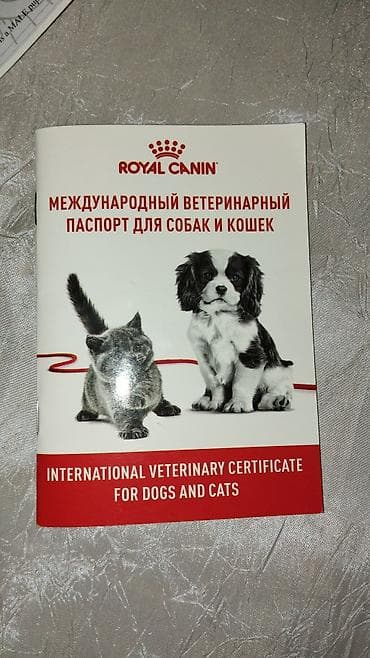 İtlər: Amerikan buldoqu, 1 il, Erkek, Sənədli, Ünvandan götürmə — 5