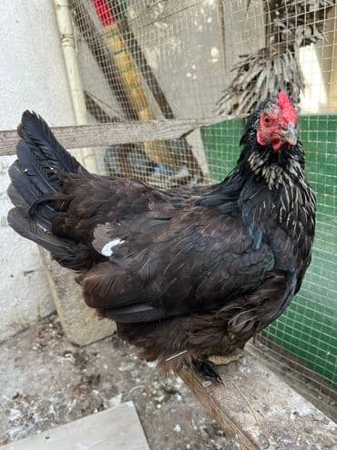 toyuğ cücə: Toyuq, Yumurtalıq, Ödənişli çatdırılma — 6