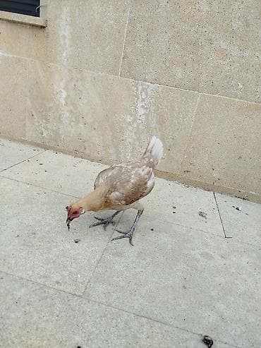 Quşlar: Toyuq, Damazlıq, Rayonlara çatdırılma — 3