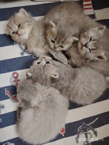 pişiy cinsləri: Boz rəngli balaca pişiklər – yumşaq tüklü, iri qara gözlü, qısa — 8