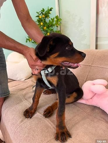 pet pec: Rotveyler, 4 ay — 5