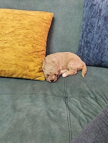 5 ayliq korpe: Miniatür, açıq krem rəngli balaca it balası - Cinsə bənzər — 3