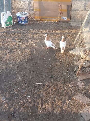 породистые собаки в добрые руки баку: Salam Alokum bir cut Biri erkek biri maya Erkek temiz abrezdi mayada — 2