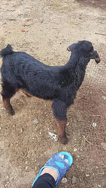 donuz satisi: Nubian tipli qəhvəyi ana keçi və onun balası satılır. Helep ana bala — 3