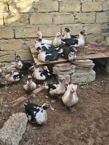 ağ ordək: Lal ordek 19 edetdi — 1