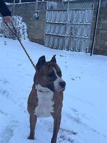 tap az xaski: Pitbul, 3 ay, Dişi, Peyvəndli — 6