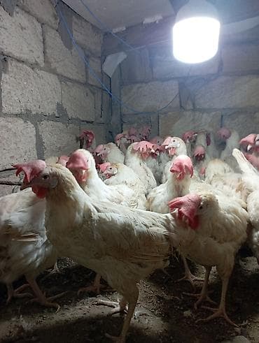 it davasi 2019: Toyuq, Yumurtalıq — 1