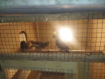 ucuz pitbul: Nimfa tutuquşuları (Cockatiel) – müxtəlif rəng mutasiyaları ilə - — 3