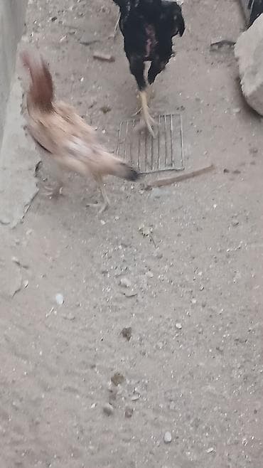 qarğa balası satılır: Toyuq cücələri, Damazlıq — 3