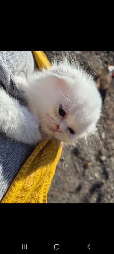 pers pişiy: Fars — 3