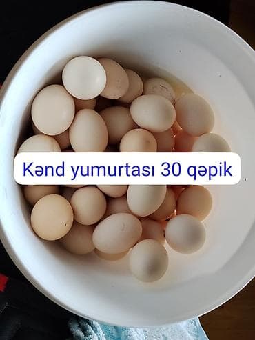Kənd yumurtası, toyuqların hər biri yaşıllıq və buğda ilə yemlənir